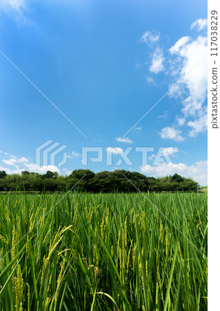 盛夏稻花開始綻放時，複製稻田與夏日天空的空間 117038229