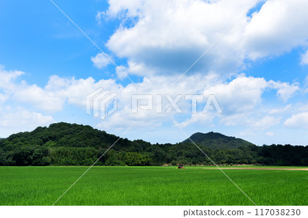 仲夏稻田與夏日天空的複製空間 仲夏稻田與夏日天空的複製空間 117038230
