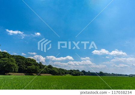 仲夏稻田與夏日天空的複製空間 117038234