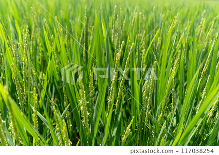 稻花開始綻放 117038254