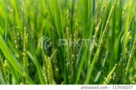 稻花開始綻放 117038257