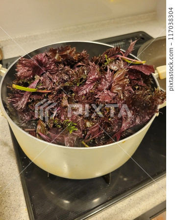 紅紫蘇202406 (11) 紅紫蘇202406 (11) 117038304