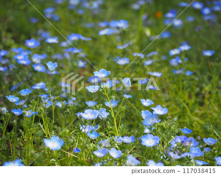 Nemophila Nemophila 117038415