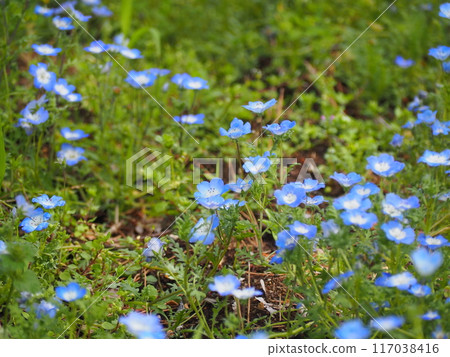 Nemophila Nemophila 117038416