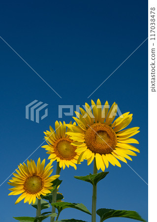 Sunflowers in full bloom with copy space on a clear summer day Sunflowers in full bloom with copy space on a clear summer day 117038478