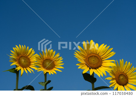 Sunflowers in full bloom with copy space on a clear summer day Sunflowers in full bloom with copy space on a clear summer day 117038480
