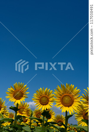 複製仲夏晴空和盛開的向日葵的空間 117038491