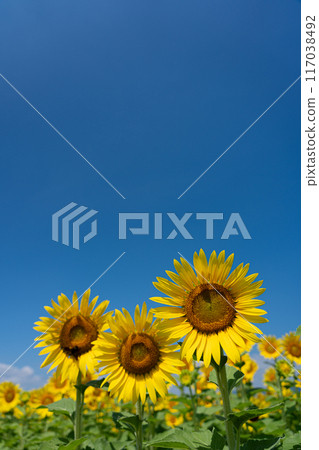 複製仲夏晴空和盛開的向日葵的空間 117038492