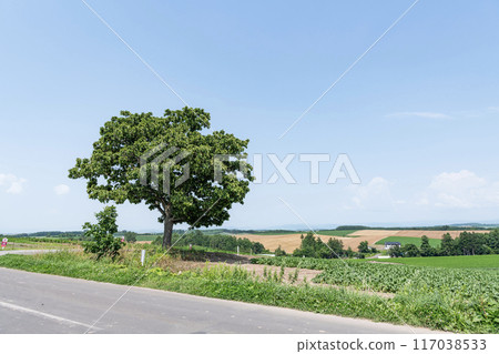 Biei Town, Hokkaido, Hokkaido in summer, popular tourist spot, Seven Star Tree 117038533