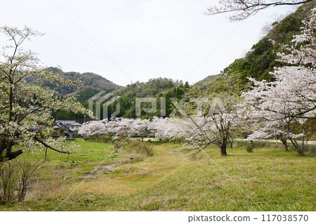 櫻花在農村 117038570