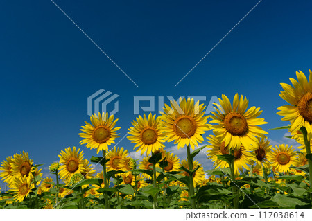 Sunflowers in full bloom with copy space on a clear summer day Sunflowers in full bloom with copy space on a clear summer day 117038614