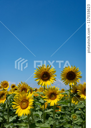 Sunflowers in full bloom with copy space on a clear summer day Sunflowers in full bloom with copy space on a clear summer day 117038623