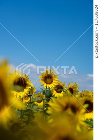 Sunflowers in full bloom with copy space on a clear summer day 117038624