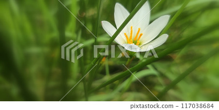 Zephyranthes candida white windflower, Peruvian swamp lily, autumn zephir lily, fairy lily good for multimedia background and content Zephyranthes candida white windflower, Peruvian swamp lily, autumn zephir lily, fairy lily good for multimedia background and content 117038684