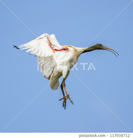 Australian White Ibis Australian White Ibis 117038712