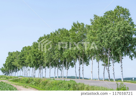 夏天的北海道，晴朗的天空和成排的白樺樹 117038721