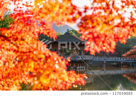 [奈良縣]奈良公園的浮見堂，秋葉美麗明亮 117039085