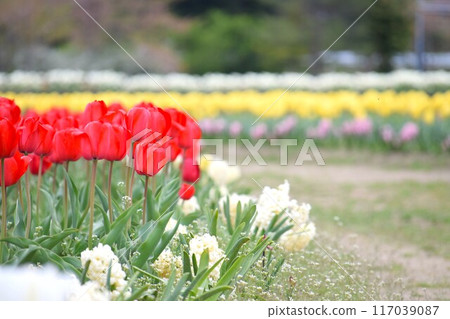 Tulip 117039087
