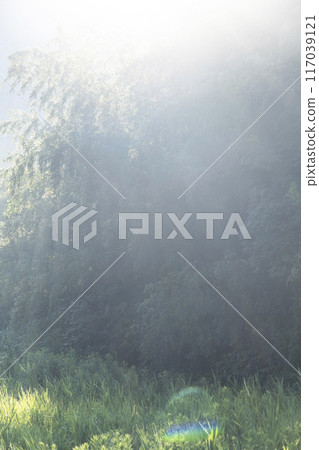 Forest morning Forest morning 117039121