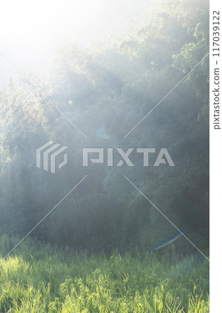 Forest morning 117039122