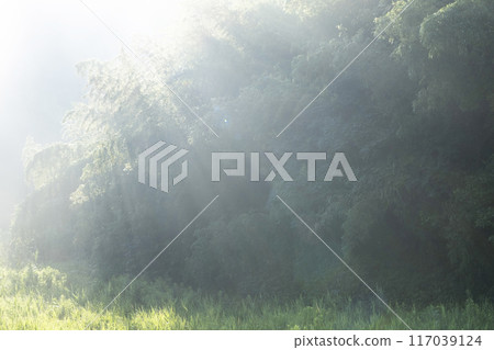 森林早晨 117039124