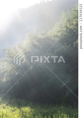 森林早晨 117039125