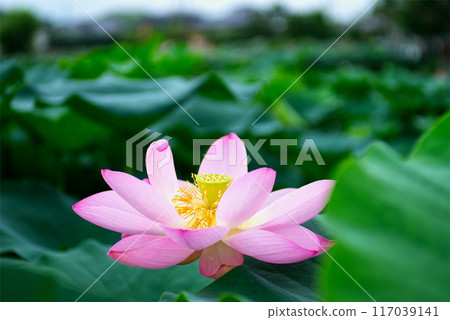 Lotus flowers blooming in a lotus pond in early summer Lotus flowers blooming in a lotus pond in early summer 117039141