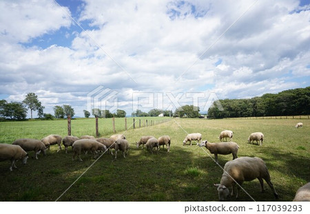Sheep grazing 117039293