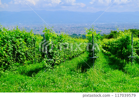 Yamanashi vineyards and the city of Kofu 2 Yamanashi vineyards and the city of Kofu 2 117039579
