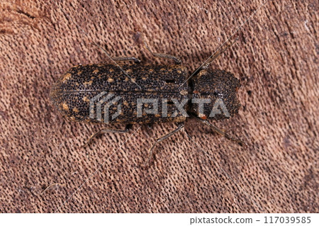 Living creatures, insects, the long-eared fruit moth, with a rounded pronotum and cat-ear-like protuberances along the entire edge. "Cat-faced Kokeshi doll" Living creatures, insects, the long-eared fruit moth, with a rounded pronotum and cat-ear-like protuberances along the entire edge. "Cat-faced Kokeshi doll" 117039585