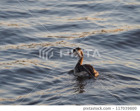 A great crested grebe spending the winter in the Arakawa River in Kawaguchi City, Saitama Prefecture 117039800