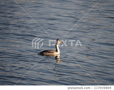 大鳳頭鸊鷉在埼玉縣川口市荒川河過冬 117039804