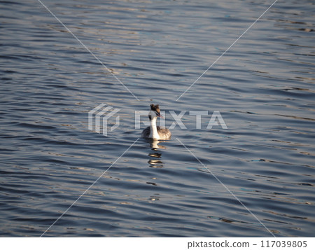 大鳳頭鸊鷉在埼玉縣川口市荒川河過冬 117039805