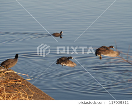 一隻在荒川河中潛水越冬的白骨頂鳥 一隻在荒川河中潛水越冬的白骨頂鳥 117039811