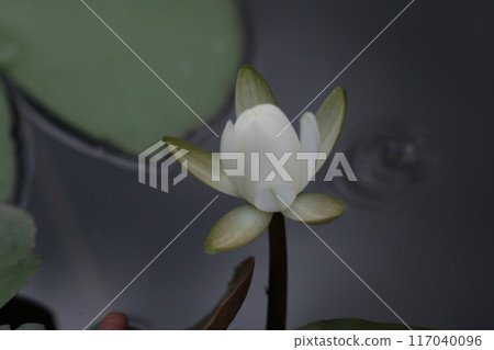 White Lotus Flower 117040096