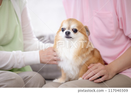 吉娃娃放鬆在腿上 117040309