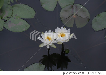 White water lily flower floating on the surface of the water 117040548