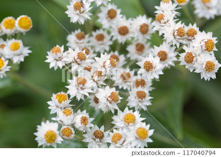 山霸花盛開 117040794