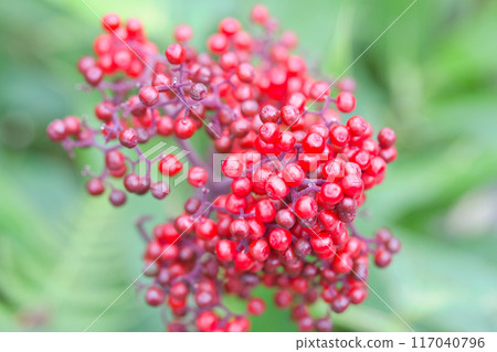 越橘與紅色漿果 117040796