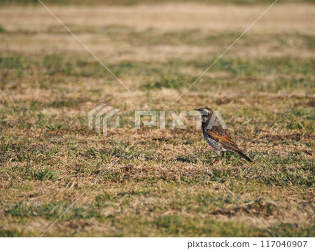 早春,畫眉在荒川河床上覓食 早春,畫眉在荒川河床上覓食 117040907