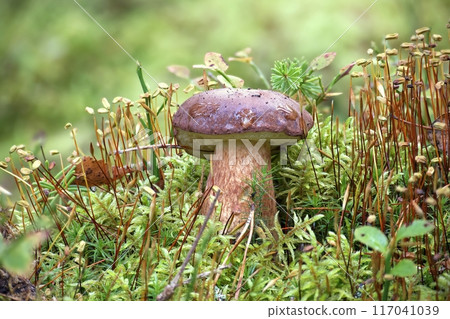 Boletus pinophilus mushroom growing amidst the moss 117041039