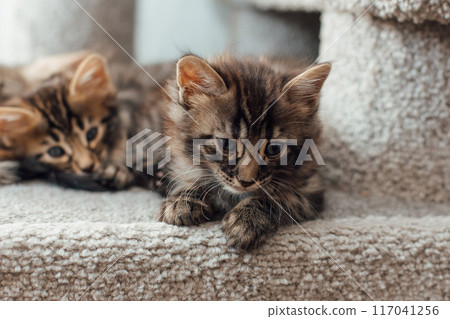 Two cute bengal kittens laying on a soft cat's shelf of a cat's house. 117041256