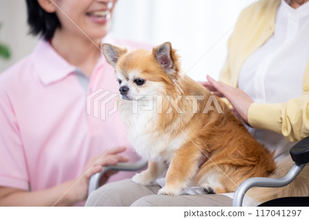 護理：高級婦女和護理人員撫摸狗 117041297