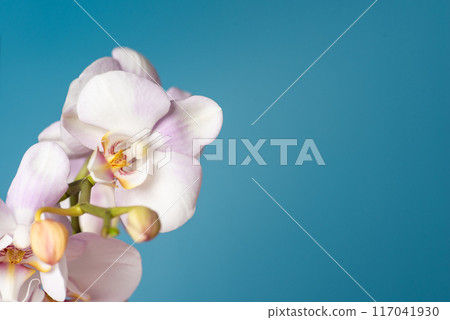 Orchid flower close-up with a blue background capturing floral delicacy and beauty 117041930