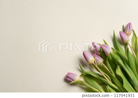 Purple tulip bouquet against bright background in minimalist design 117041931