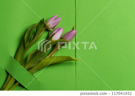 Purple tulip bouquet against bright green background in minimalist design 117041932