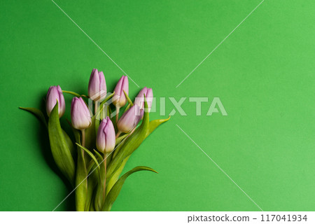 Purple tulip bouquet against bright green background in minimalist design 117041934