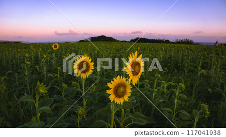 夕陽下的向日葵田 117041938