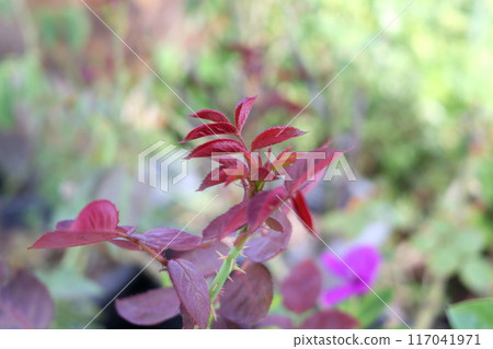 Rose leaflet growing on tip. 117041971