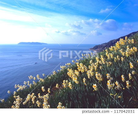 「日本三大水仙花棲息地」灘黑岩水仙村的水仙、怒島、漁船/淡路島的早春/兵庫縣南淡路市 117042031